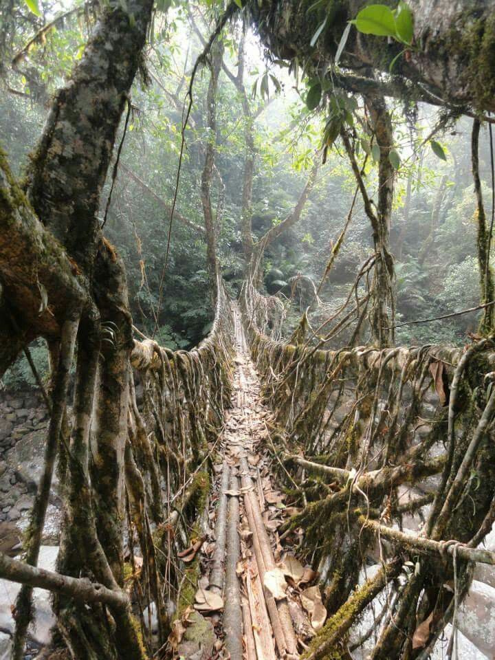 Meghalaya’s Living Root Bridges Trek